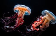 Medūzos: nuostabios ir pavojingos jūros gyventojos