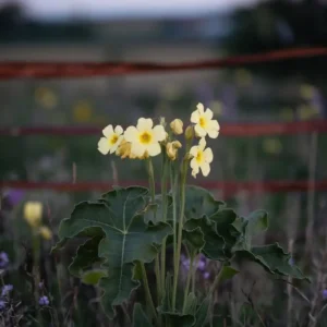 Paprastoji naktižiedė